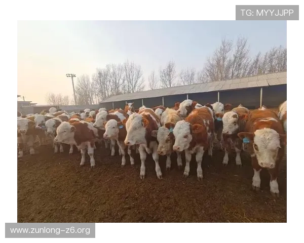 玩转尊龙凯时手机版APP，畅享无与伦比的多样化娱乐内容